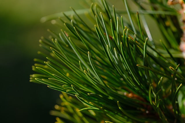 Wald natürlich Zirbel